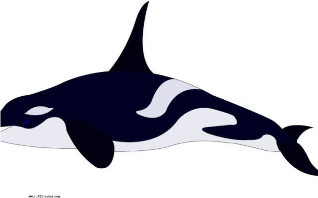 Killer Whale Png Transparent Images - Color Of A Killer Whale (640x480), Png Download