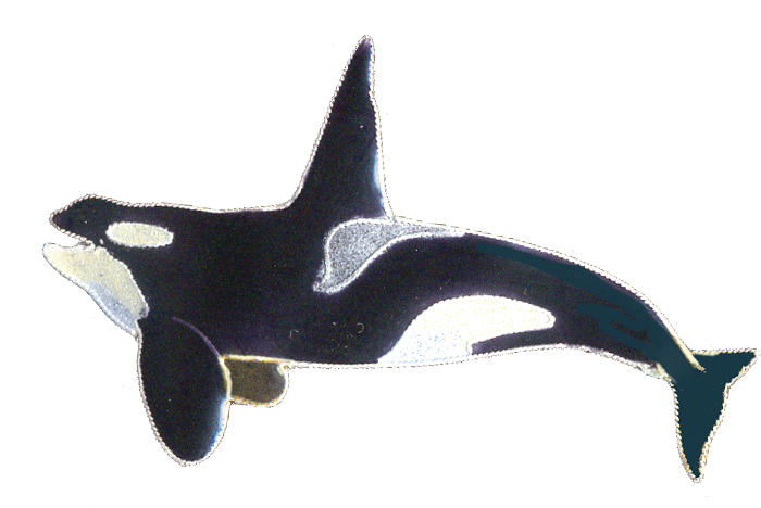 Orca Male Pin (900x900), Png Download