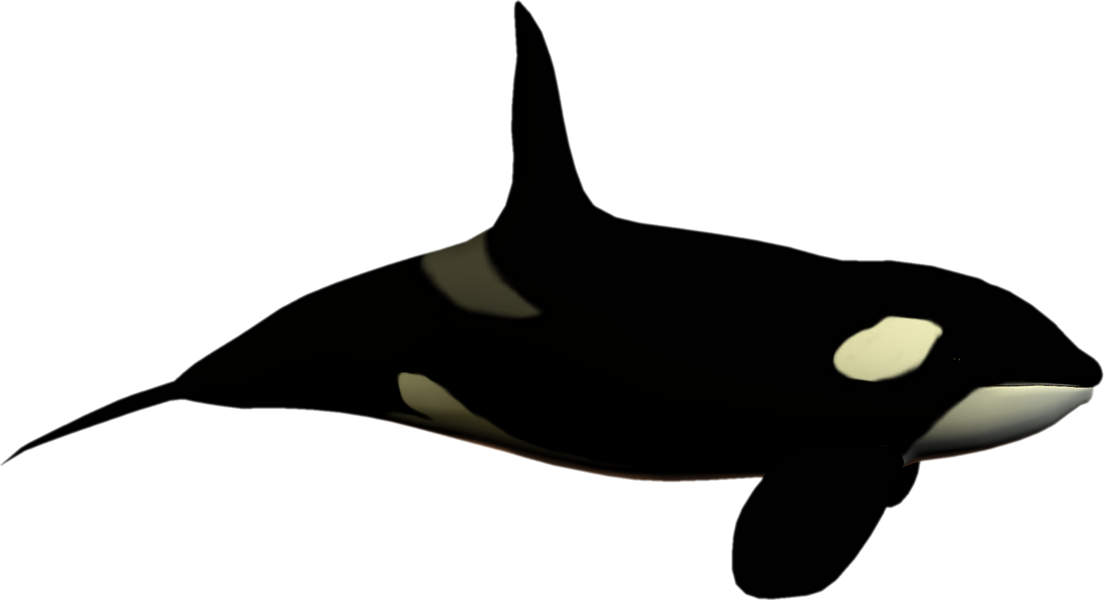 Orca Clipart Fish Tail - Killer Whale No Background (1600x870), Png Download