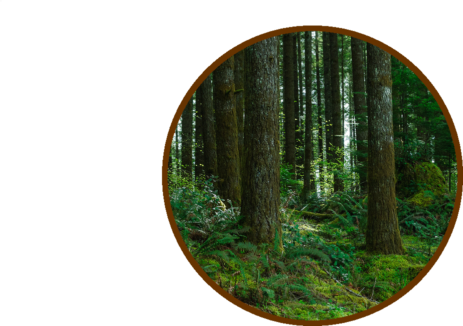 Forest - Lawyer (1244x700), Png Download