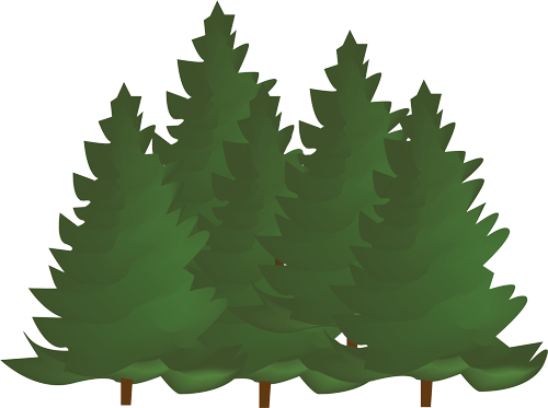 Activity Program - Colorado Spruce (500x373), Png Download