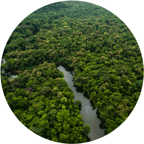 We Currently Have Over 2000 Monthly Members Who Are - Congo Forest (500x499), Png Download