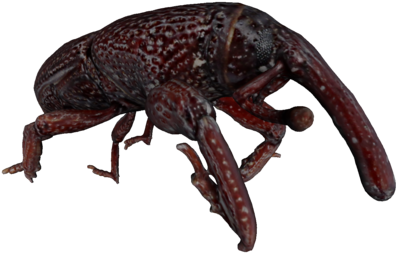 Insect (575x309), Png Download