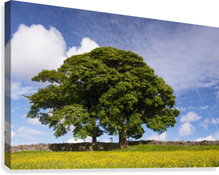 Sycamore Tree On The Edge Of A Traditional Upland Hay - Supplier Generic Sycamore Tree On The Edge (429x343), Png Download