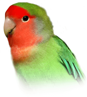 Peach-faced Lovebird - Peach Faced Lovebird Baby (410x449), Png Download