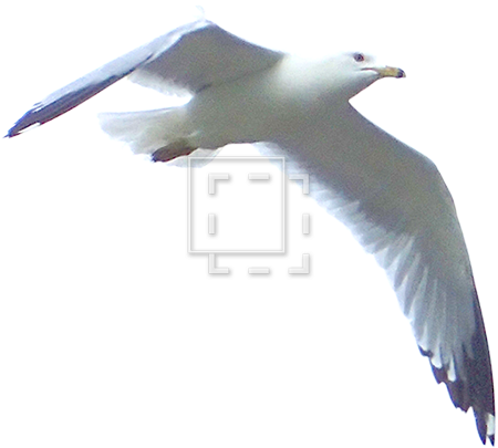 Cutout People - Wind (450x450), Png Download