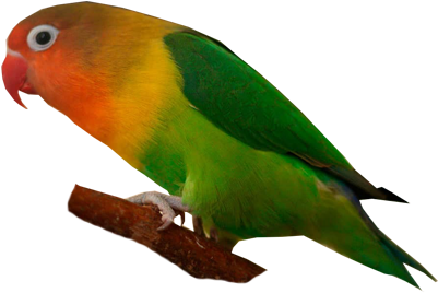 Fischer's Lovebird - Lovebird (400x400), Png Download