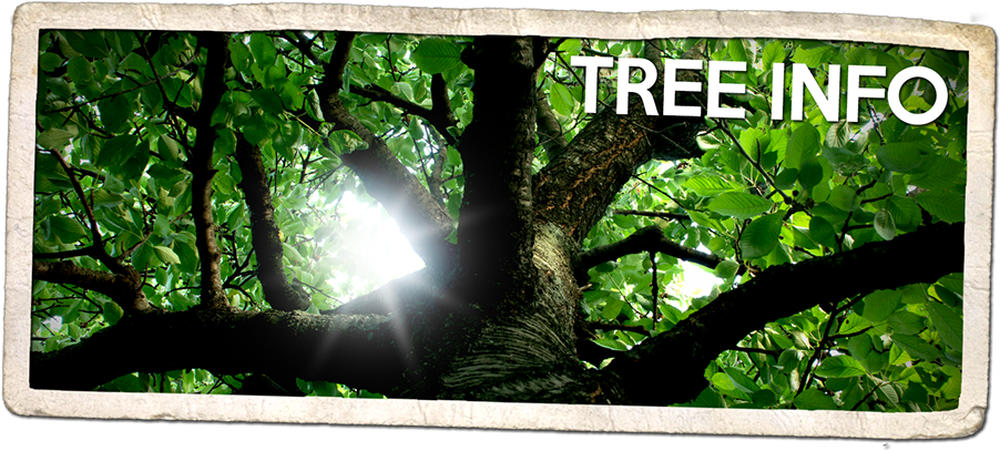Smart & Easy Guide To Genealogy: Y Tree Using History (936x436), Png Download