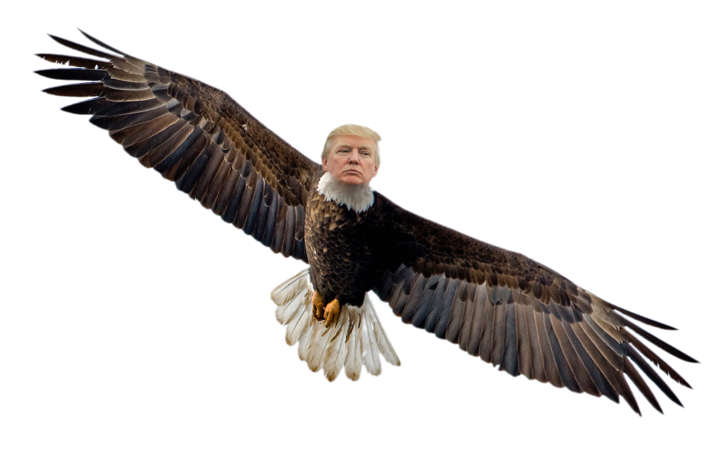 [oc] Alpha Northern Dank Eagle - Flying Eagle Transparent Background (3000x1714), Png Download