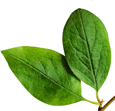 Live Pure, Free & Simple - Orange Tree Leaf Png (500x386), Png Download