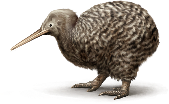 Kiwi - Great Spotted Kiwi Transparent (600x840), Png Download