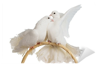 Two White Doves Kissing And Huggung Wall Mural • Pixers® - Kissing Doves (400x400), Png Download