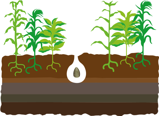 Popular Images - Journey Of Seed To Plant (549x489), Png Download