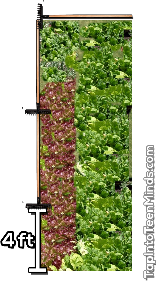 Making Math Real Doesn't Have To Be Difficult - Vegetable Garden (667x1191), Png Download