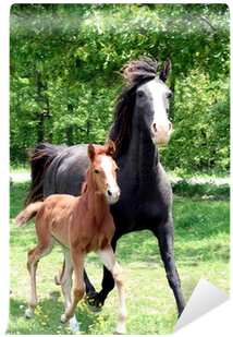 Posciele Dla Dzieci Konie (400x400), Png Download