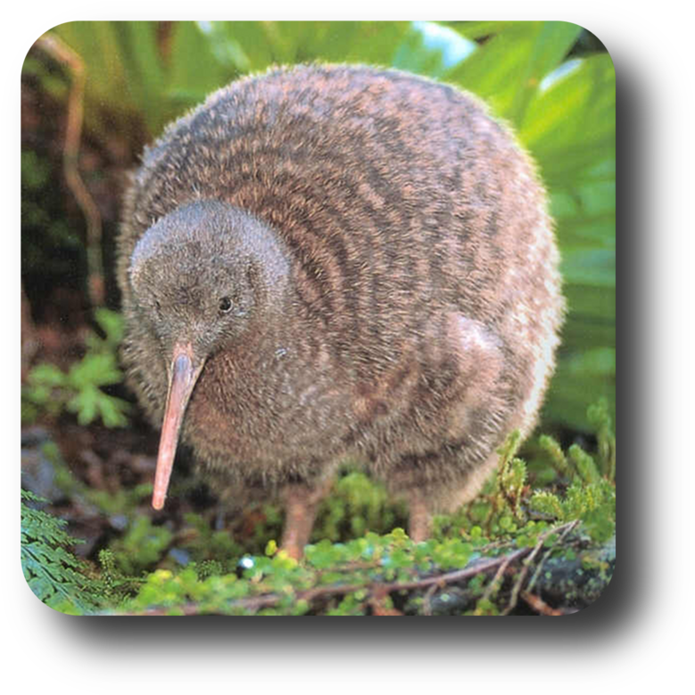 Publicat De Eu Ciresica La - Kiwi Bird (800x800), Png Download