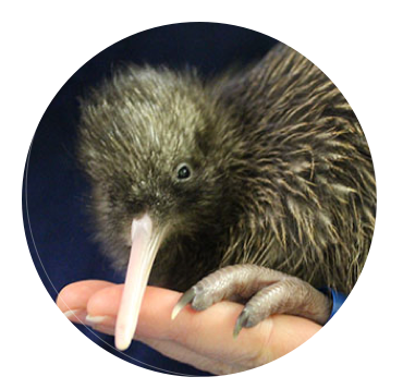 Wild Kiwi - Portable Network Graphics (370x357), Png Download