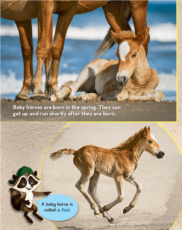 Beach Horses - Ranger Rick (1152x756), Png Download