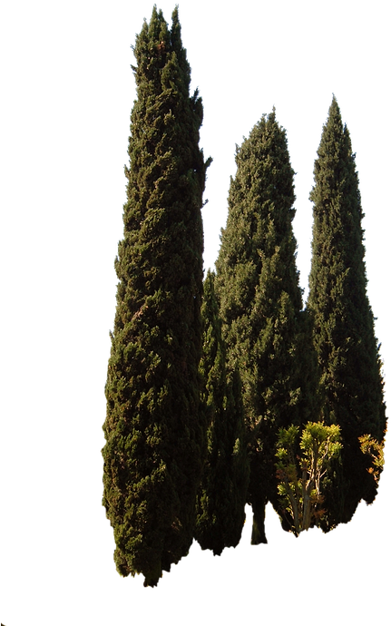 Cupressus Sempervirens, Trees, Mediterranean Tree - Chinese Fir (540x720), Png Download