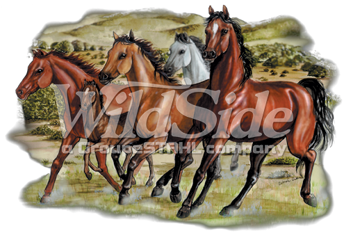 Four Running Horses - Horse (495x335), Png Download