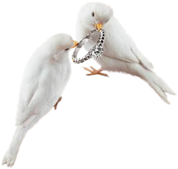 Wedding Rings - Typical Pigeons (400x479), Png Download