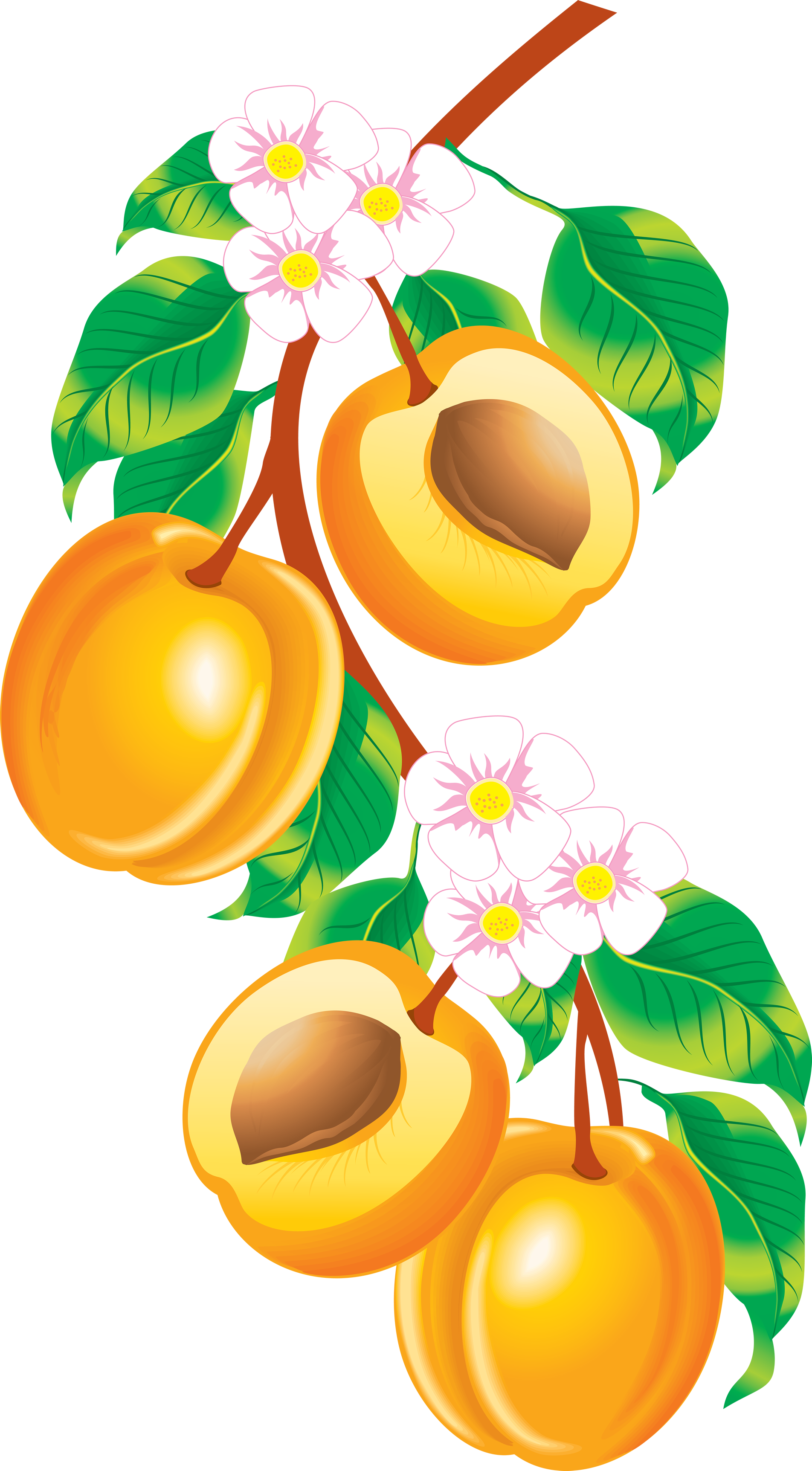 Fruits Vector (1904x3449), Png Download