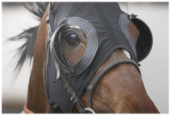 Race Horse Head With Blinkers Detail Poster • Pixers® - Eye Cover For Race Horse (400x400), Png Download