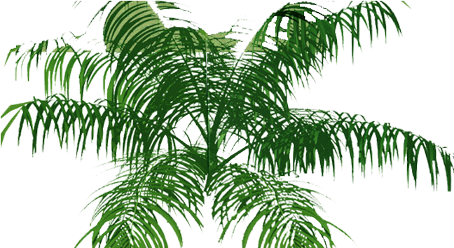 Palm Tree Top View Png (672x353), Png Download