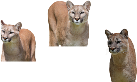 Mammal (600x308), Png Download