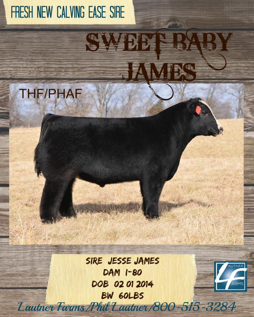 Sweet Baby James Ad1 - Cattle (819x1024), Png Download