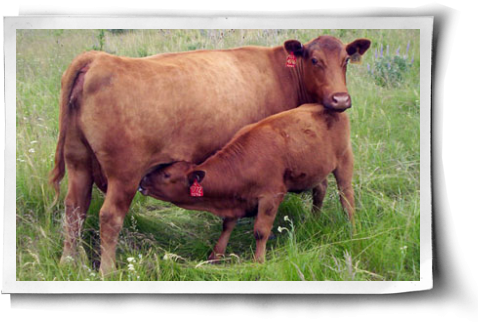 Humans Are Far From The Only Animals To Experience - Cattle (500x344), Png Download