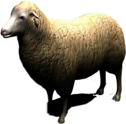 Sheep Baby Animal Cattle Eid Muslim Wool 3d Hd - Sheep (438x430), Png Download