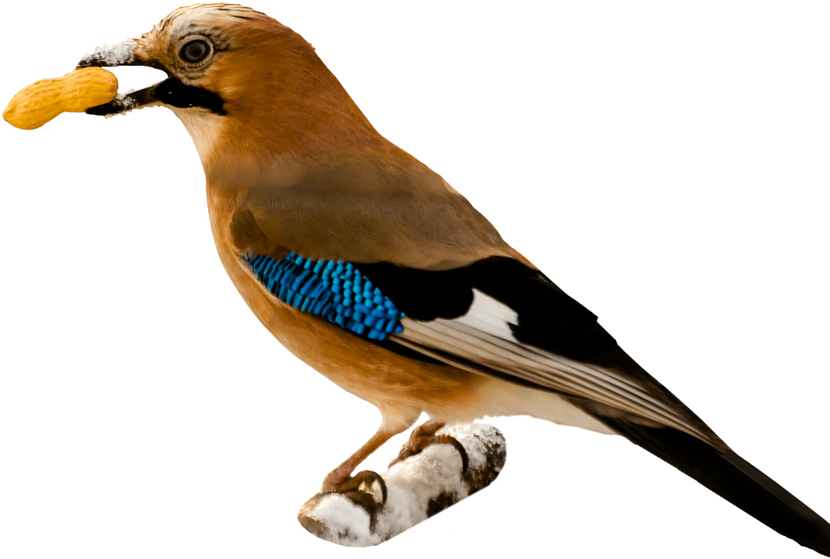 Bird Eating Peanut - Birds Png With Transparent Background (400x400), Png Download