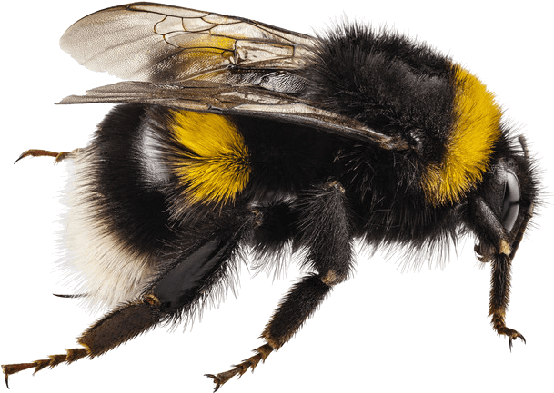 Bumble Bees - Insect (612x439), Png Download