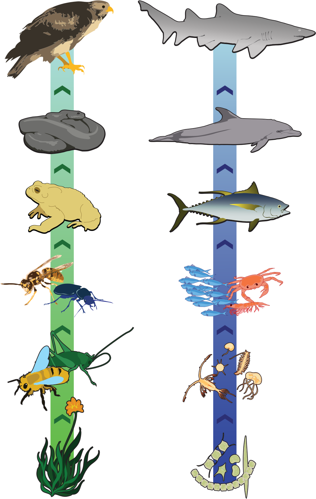 Simplified Food Chain - Food Chain With Four Consumers (1108x1683), Png Download