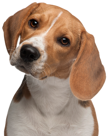 Hero Banner Pet Sitter - Beagle Png (600x550), Png Download