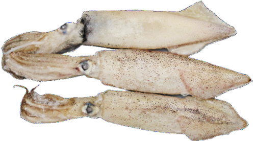 Squid Whole (bono) - Anchovy (food) (498x276), Png Download