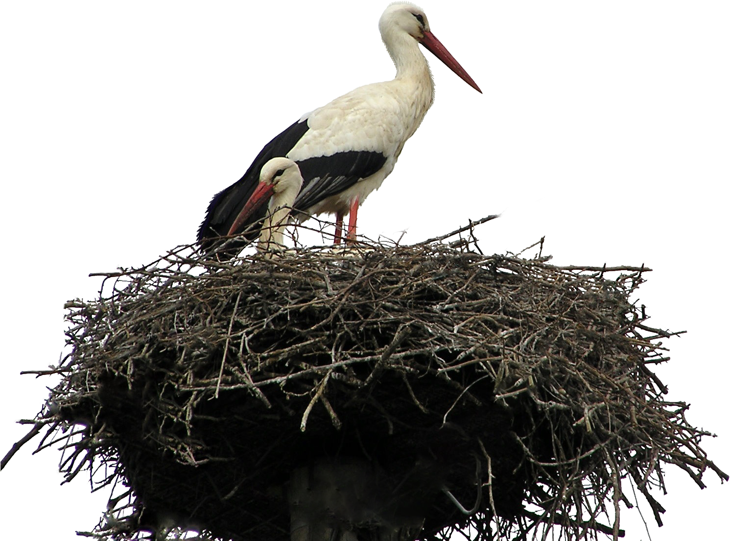 Free Stock Photo Of Bird, Bird Nest, Isolated, Nest - Crane Nest (2000x1200), Png Download