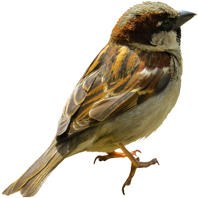 Animal, Bird, Sparrow, Sperling, Tree Sparrow, Isolated - Bird At Tree Png (960x720), Png Download