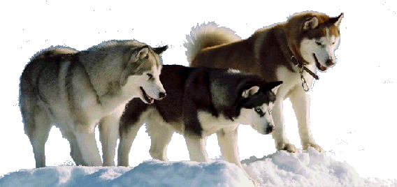 Siberian Husky No Background (568x268), Png Download