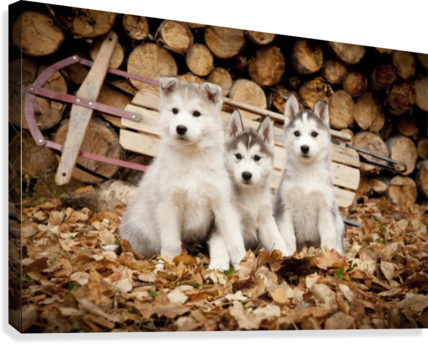 Three Siberian Husky Puppies Sit In Leaves With Runner - Funny Alaskan Husky Puppies Iditarod (428x344), Png Download