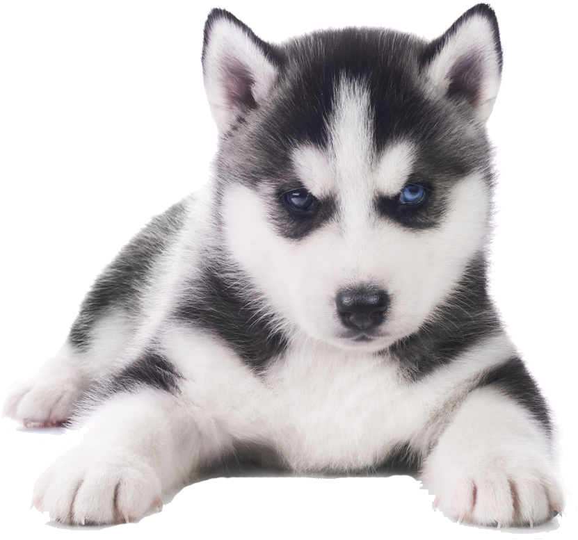 Husky Png Transparent Images - Siberian Husky Puppy Png (1000x1000), Png Download
