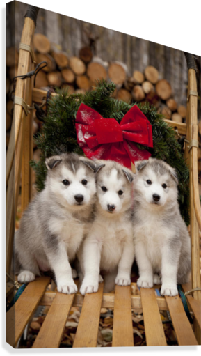 Siberian Husky Puppies In Traditional Wooden Dog Sled - Christmas Baby Huskies (289x511), Png Download