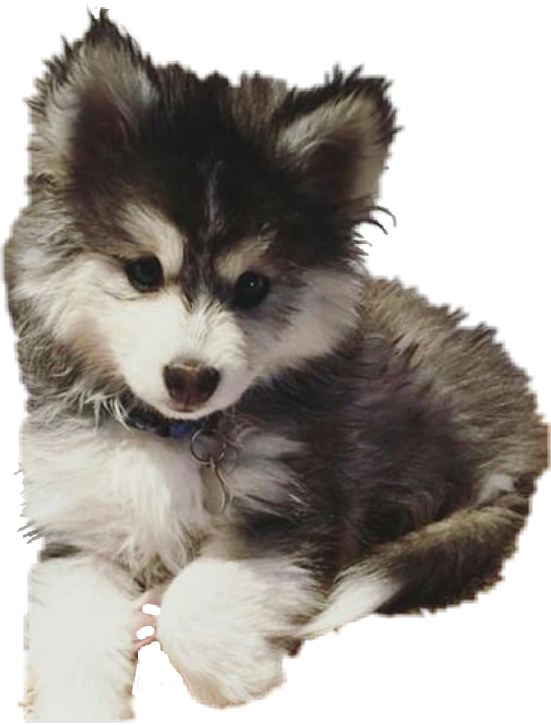 Report Abuse - Pomsky Chiot (551x725), Png Download