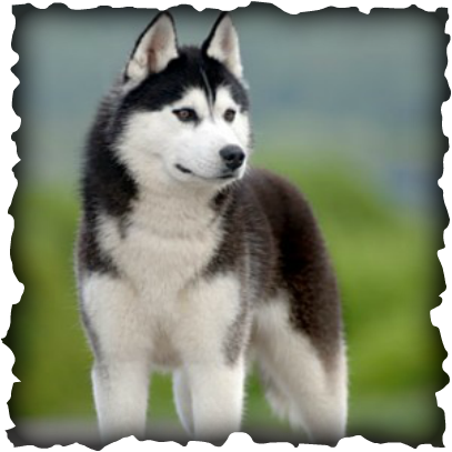 If A Husky Does Overeat And Start To Gain Too Much - Siberian Husky (407x407), Png Download
