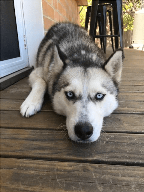 Photo Of Skye - Photograph (638x638), Png Download