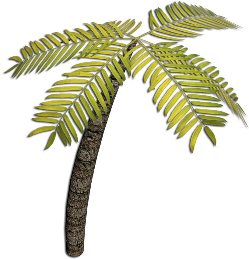 3d Lesson - Coconut (860x909), Png Download