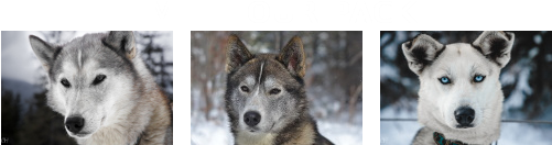 Image - - Miniature Siberian Husky (518x312), Png Download