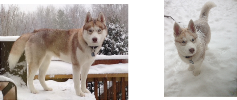 Picture - Sakhalin Husky (770x325), Png Download