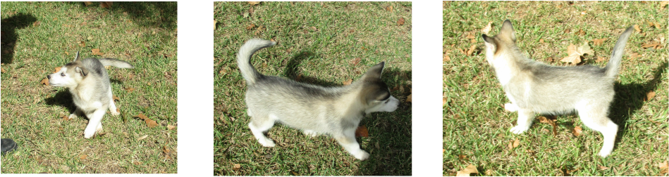 Below You Will Find Our Beautiful Husky Pup That Was - Miniature Siberian Husky (949x252), Png Download